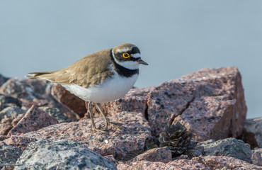Little ringed plover