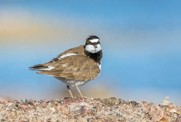 Little ringed plover