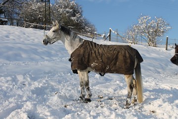 Pferd im Schnee 