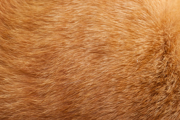 Pet fur background, background pattern