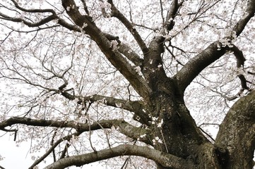 桜の蕾