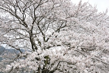 さくら