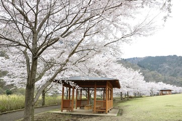 春の公園の風景