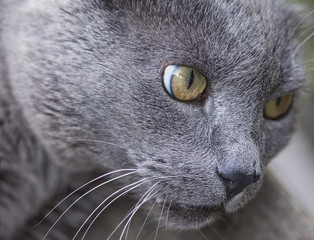 Old cat,of breed Russian blue.