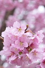 Fototapeta premium 満開の桜