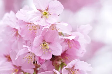 Fotobehang Kersenbloesem 満開の桜
