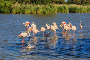  Large flock of pink flamingos