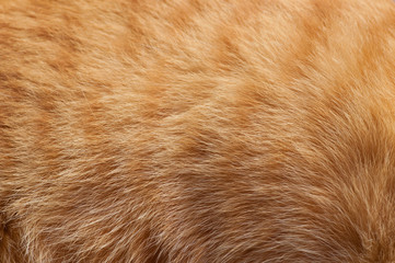 Pet fur background, background pattern