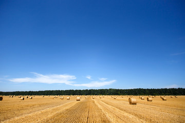 Fototapeta premium Harvested field with straw bales in summer with blank space 