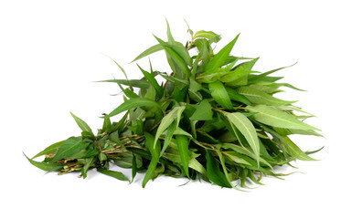 Vietnamese mint isolated on white background