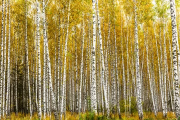 Acrylic prints Birch grove Early autumn birch grove