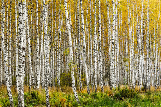 Fototapeta Early autumn birch grove