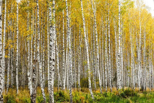 Fototapeta Early autumn birch grove