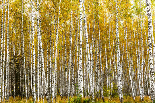 Fototapeta Early autumn birch grove