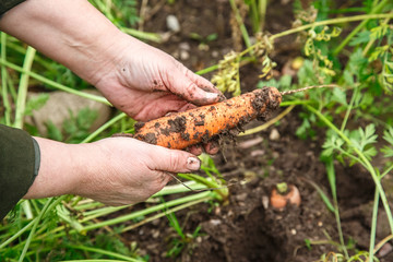 Hand dragging young carrot