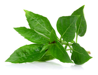 Sweet Basil on white background