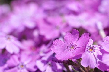 Obraz premium シバザクラ 