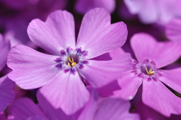 Obraz premium シバザクラ 