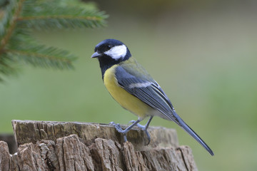 Fototapeta premium Kohlmeise