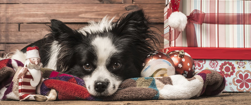 Dogs Christmas greeting templates