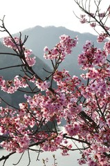 湖畔に咲く桜