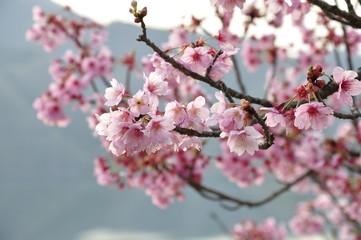 湖畔に咲く桜