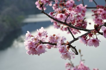 湖畔に咲く桜