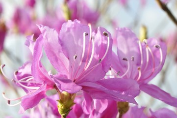 Fototapeta premium ミツバツツジ