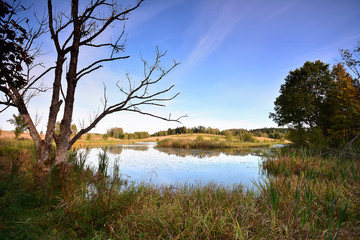 Lake with withered tree