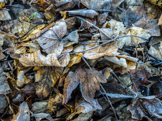 Blätter mit Raureif 