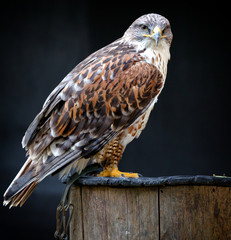 adler