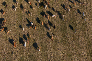 Aerial view of herd of cows at summer green field
