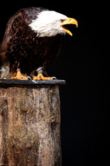 weißkopfseeadler
