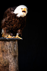 weißkopfseeadler