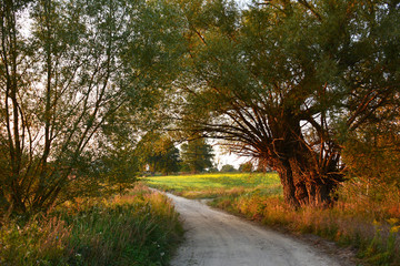 country road from forest to farm