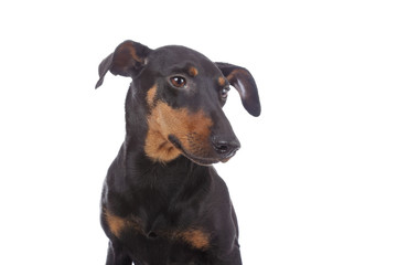 Fototapeta na wymiar portrait chien race Manchester terrier 