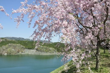 湖畔に咲く枝垂桜