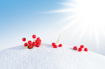 Beeren im Neuschnee