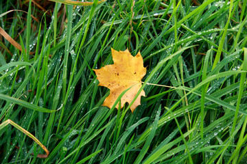 autumn leaf on morning dew green grass.