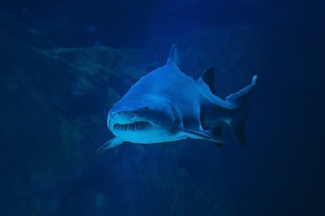 Shark with open toothy mouth swimming in deep blue sea near reef, underwater predator hunting, wildlife 