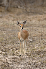 Steenbok, Raphicerus campestris