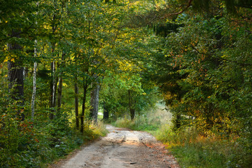 Fototapeta na wymiar Magic autumn road to forest wih old colorful trees