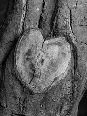 Heart shaped tree branch cutoff in black and white, Melbourne 2015
