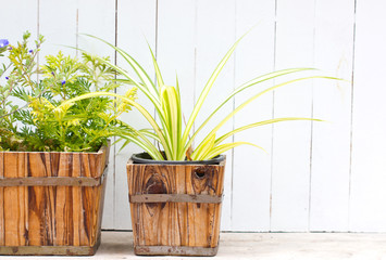 Small pot plant with wooden fence.