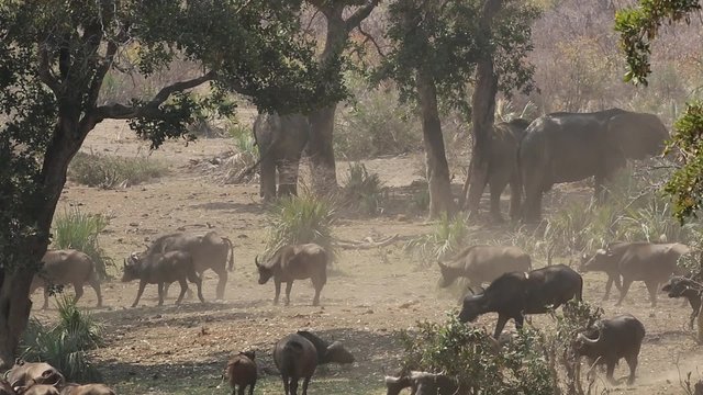 Large herd of African buffaloes (Syncerus caffer) moving through the African bush, Kruger National Park, South Africa