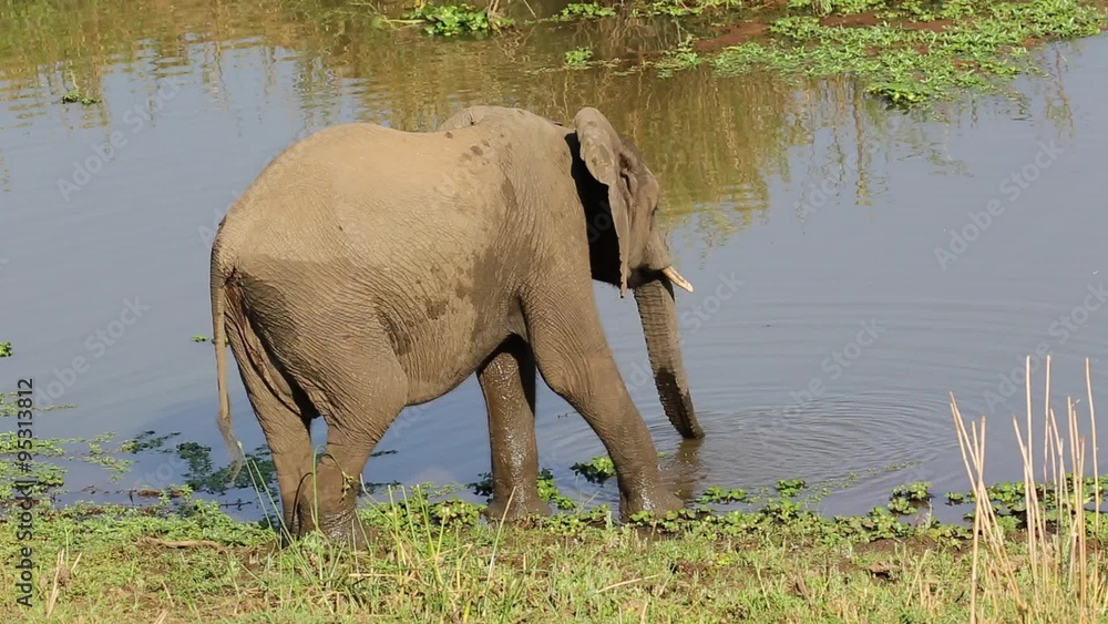 Wall mural African elephant (Loxodonta africana) drinking water, Kruger National Park, South Africa