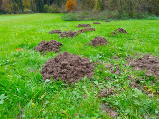 Maulwurfhügel im Garten