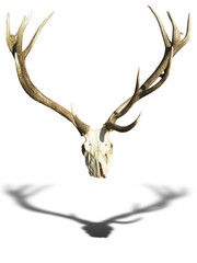 Antlers deer horns with skull isolated over white