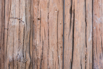 Fototapeta na wymiar texture old tree wood
