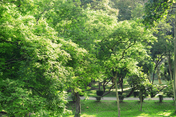 Beautiful green park in city for relax time